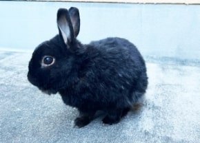 黒いうさぎのフリー素材