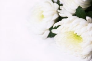 白い花