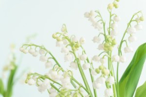 結婚 祝い 花 言葉
