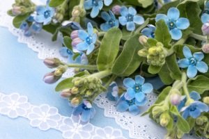 結婚 祝い 花 言葉